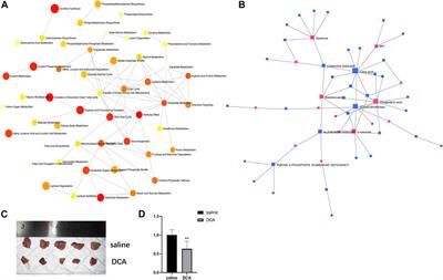 Unraveling the therapeutic mechanisms of dichloroacetic acid in lung cancer through integrated multi-omics approaches: metabolomics and transcriptomics